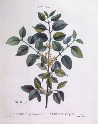 Tindved (Rhamnus catharticus), Henry Louis Duhamel du Monceau, botanisk plate av Pierre Joseph Redouté av Pierre Joseph Redouté
