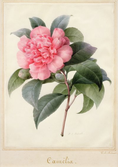 Camelia (akvarell med gull på vellum) av Pierre Joseph Redouté