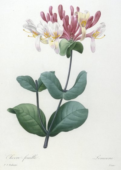 Chevre-feuille, fra Choice Of The Most Beautiful Flowers and Most Beautiful Fruits, 1827 (håndfarget prikkegravering) av Pierre Joseph Redouté