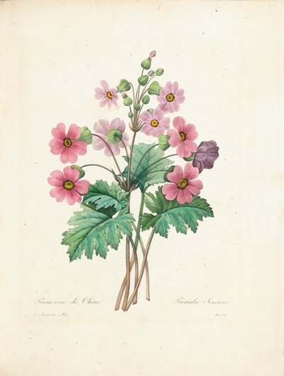 Chinese Primrose, gravert av Bessin, fra 