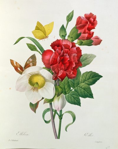 Julerose, Helleborus niger og rød nellik med sommerfugler, fra 