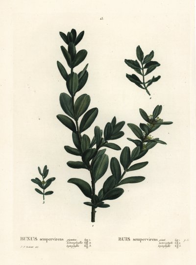 Vanlig boks, europeisk boks eller buksbom, Buxus sempervirens (gigantea, heterophylla og leptophylla). Håndfarget stiplegravering etter en illustrasjon av Pierre-Joseph Redoute fra Henri Louis Duhamel du Monceaus Treat des Arbres et Shrustes, Paris av Pierre Joseph Redouté