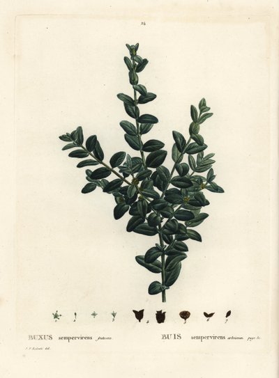 Vanlig boks, europeisk boks eller buksbom, Buxus sempervirens fruticosa. Håndfarget stiplegravering etter en illustrasjon av Pierre-Joseph Redoute fra Henri Louis Duhamel du Monceaus Treat des Arbres et Shrustes, Paris av Pierre Joseph Redouté