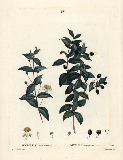 Vanlig myrt, Myrtus communis. Håndfarget stiplegravering av Demachy etter en illustrasjon av Pierre-Joseph Redoute fra Henri Louis Duhamel du Moncels Treat des Arbres et Shrustes, Paris av Pierre Joseph Redouté