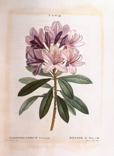 Vanlig rhododendron (Rhododendron ponticum), Henry Louis Duhamel du Monceau, botanisk plate av Pierre Joseph Redouté av Pierre Joseph Redouté