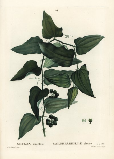 Vanlig smilaks, grov bindweed, sarsaparilla eller middelhavssmiaks, Smilax aspera (Smilax excelsa). Håndfarget stiplegravering av Mixelle l