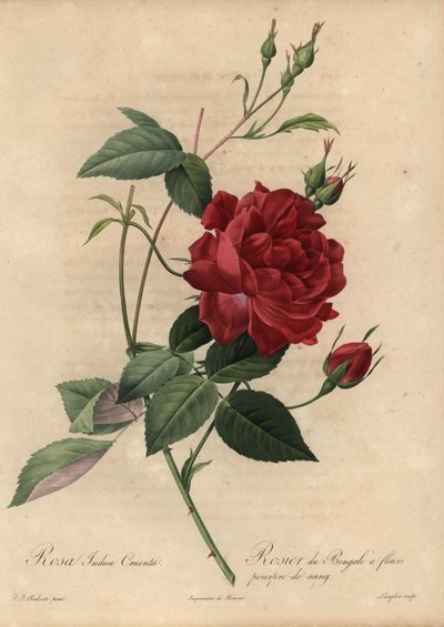 Crimson China rose, Rosa chinensis av Pierre Joseph Redouté
