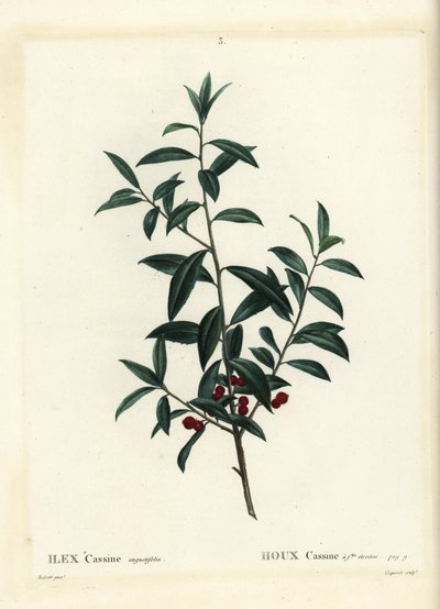 Dahoon kristtorn eller cassina, Ilex cassine. Håndfarget stiplegravering av Coqueret etter en illustrasjon av Pierre-Joseph Redoute fra Henri Louis Duhamel du Moncels Treat des Arbres et Shrustes, Paris av Pierre Joseph Redouté