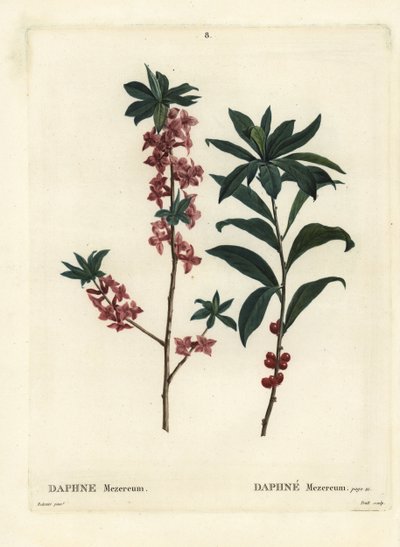 Daphne eller mezereon, Daphne mezereum. Håndfarget stiplegravering av Troll etter en illustrasjon av Pierre-Joseph Redoute fra Henri Louis Duhamel du Moncels Treat des Arbres et Shrustes, Paris av Pierre Joseph Redouté