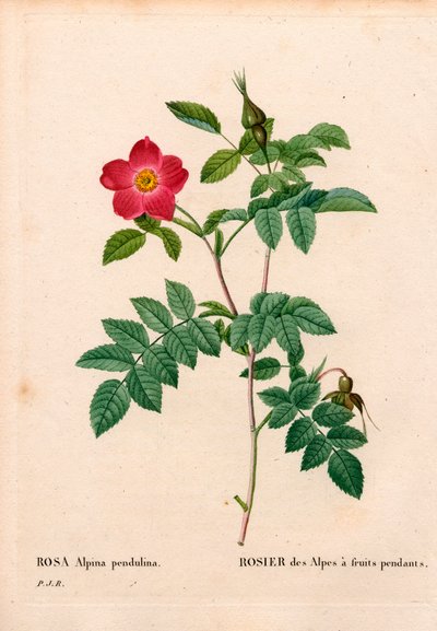 Under fruktet rosa alpin, Rosa pendulina. Håndfarget prikkete kobberstikk fra Pierre Joseph Redoutes "" Les Roses,"" Paris av Pierre Joseph Redouté