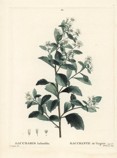 Østlig baccharis, jordselbusk, havmyrt eller saltbusk, Baccharis halimifolia. Håndfarget stiplegravering av frøken Brenet etter en illustrasjon av Pierre-Joseph Redoute fra Henri Louis Duhamel du Moncels Treat des Arbres et Shrustes, Paris av Pierre Joseph Redouté