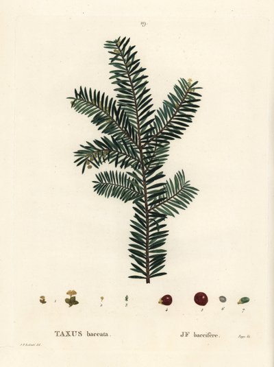 Engelsk barlind eller europeisk barlind, Taxus baccata. Håndfarget stiplegravering etter en illustrasjon av Pierre-Joseph Redoute fra Henri Louis Duhamel du Monceaus Treat des Arbres et Shrustes, Paris av Pierre Joseph Redouté