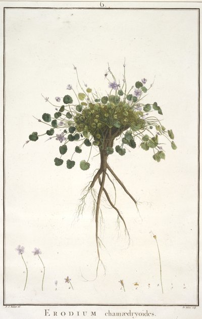 Erodium chamaedryoides, fra Geraniologi, eller fra historien til Erodius, Pelargonii, Monsonia og Grieli, illustrert med ikoner, 1787-88 (håndfarget gravering) av Pierre Joseph Redouté