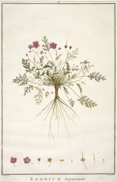 Erodius supracanum, fra Geraniologi, eller fra historien til Erodii, Pelargonii, Monsonia og Grieli, illustrert med ikoner, 1787-88 (håndfarget gravering) av Pierre Joseph Redouté