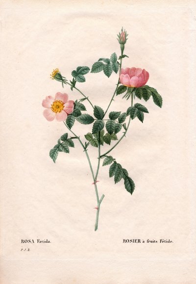 Fetid fruktrose. Håndfarget prikkete kobberstikk fra Pierre Joseph Redoutes "" Les Roses,"" Paris av Pierre Joseph Redouté