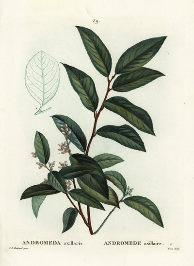 Fetterbush, Andromeda axillaris. Håndfarget stiplegravering av Moret etter en illustrasjon av Pierre-Joseph Redoute fra Henri Louis Duhamel du Moncels Treat des Arbres et Shrustes, Paris av Pierre Joseph Redouté