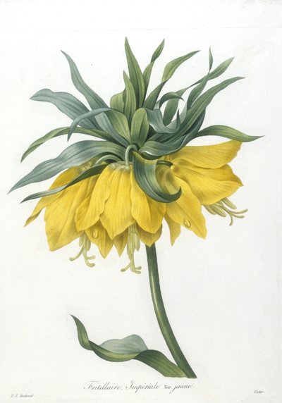 Fritillary, Imperiale gul variant, fra Choice Of The Most Beautiful Flowers and Most Beautiful Fruits, 1827 (håndfarget stiplegravering) av Pierre Joseph Redouté