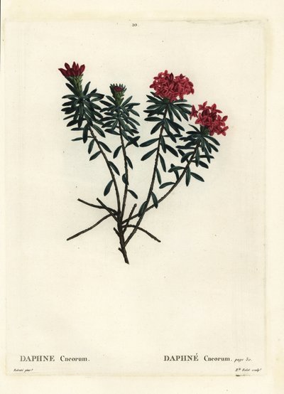 Garland blomst rosa gull daphne, Daphne cneorum. Håndfarget prikkegravering av Miss Rolet etter en illustrasjon av Pierre-Joseph Redoute fra Henri Louis Duhamel du Moncels Treat des Arbres et Shrustes, Paris av Pierre Joseph Redouté