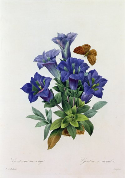 Gentiana Acaulis (farget gravering) av Pierre Joseph Redouté