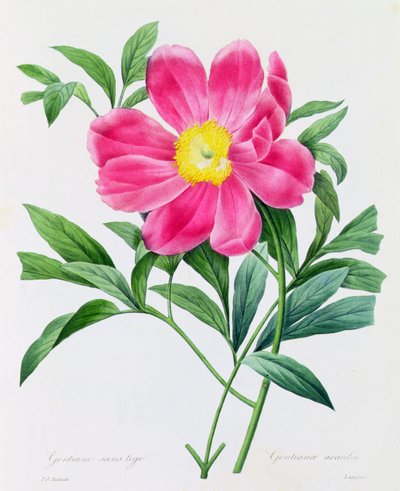 Stemless Gentian (farget gravering) av Pierre Joseph Redouté