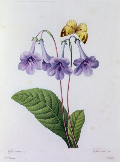 Gloxinia (farget gravering) av Pierre Joseph Redouté