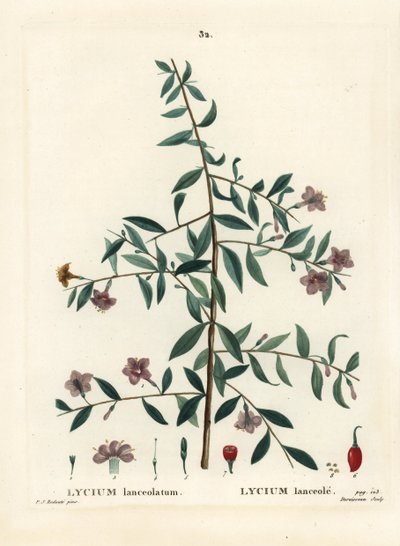 Gojibær eller kinesisk ulvebær, Lycium barbarum (Lycium lanceolatum). Håndfarget stiplegravering av Du Ruisseau etter en illustrasjon av Pierre-Joseph Redoute fra Henri Louis Duhamel du Moncels Treat des Arbres et Shrustes, Paris av Pierre Joseph Redouté