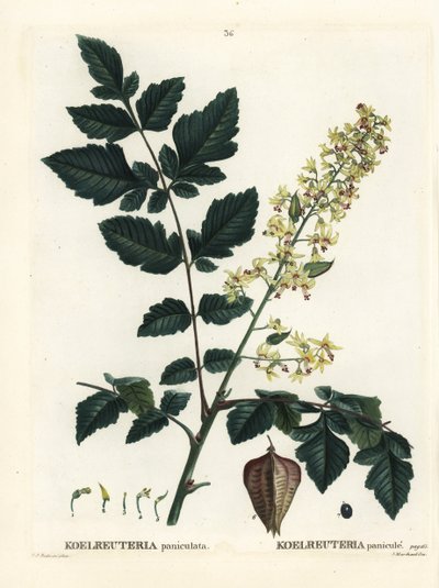 Goldenrain-tre, Indias stolthet, Kina-tre eller lakktre, Koelreuteria paniculata. Håndfarget stiplegravering av etter en illustrasjon av Pierre-Joseph Redoute fra Henri Louis Duhamel du Monceaus Treat des Arbres et Shrustes, Paris av Pierre Joseph Redouté