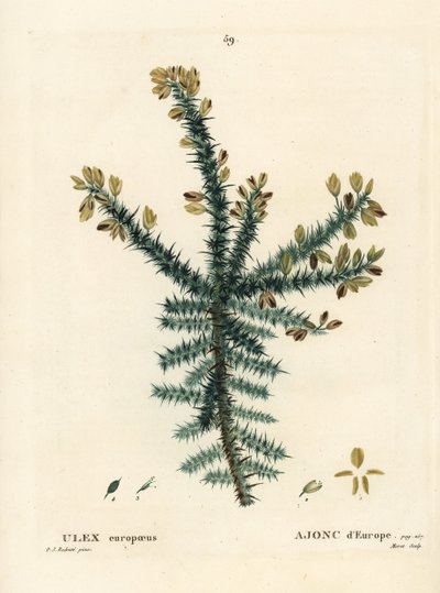 Gorse, furze eller whin, Ulex europaeus. Håndfarget stiplegravering av Moret etter en illustrasjon av Pierre-Joseph Redoute fra Henri Louis Duhamel du Moncels Treat des Arbres et Shrustes, Paris av Pierre Joseph Redouté