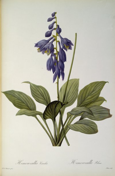 Hemerocallis Caerulea, fra `Les Liliacees', 1806 av Pierre Joseph Redouté