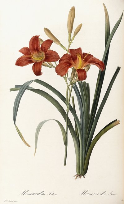 Hemerocallis Fulva - Hemerocallis Fauve av Pierre Joseph Redouté
