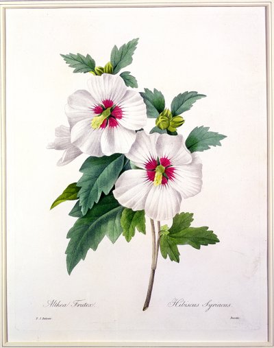 Hibiscus syriacus, gravert av Bessin, fra 