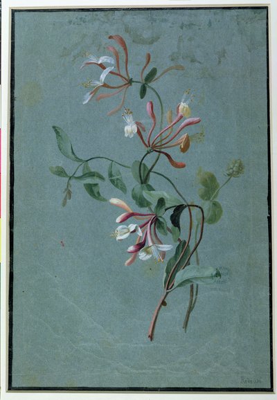 Honeysuckle (wc på blått papir) av Pierre Joseph Redouté