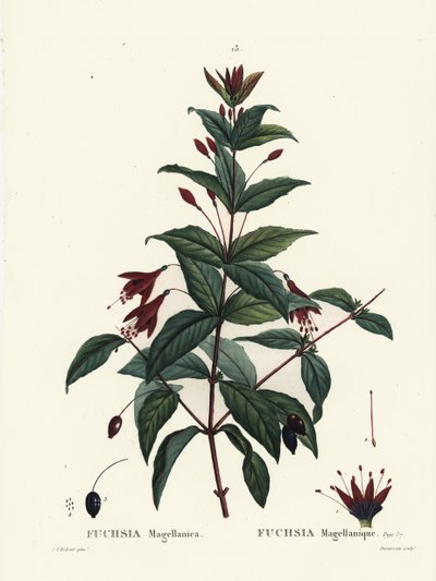Hummingbird fuchsia, Fuchsia magellanica. Håndfarget stiplegravering av Du Ruisseau etter en illustrasjon av Pierre-Joseph Redoute fra Henri Louis Duhamel du Moncels Treat des Arbres et Shrustes, Paris av Pierre Joseph Redouté