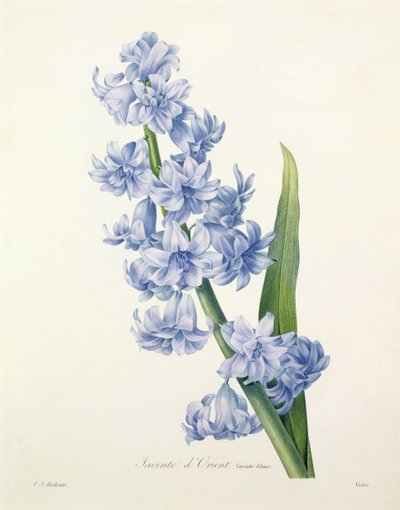 Hyacinthus orientalis (vanlig hyasint), gravert av Victor, fra 
