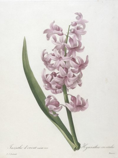 Orientalsk hyacintrosa variant, Hyacinthus orientalis, fra Valg av de vakreste blomstene og de vakreste fruktene, 1827 (håndfarget prikkegravering) av Pierre Joseph Redouté