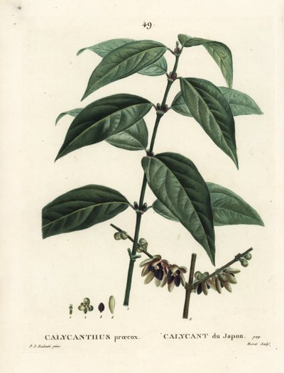 Japansk allehånde, Chimonanthus praecox (Calycanthus praecox). Håndfarget stiplegravering av Moret etter en illustrasjon av Pierre-Joseph Redoute fra Henri Louis Duhamel du Moncels Treat des Arbres et Shrustes, Paris av Pierre Joseph Redouté