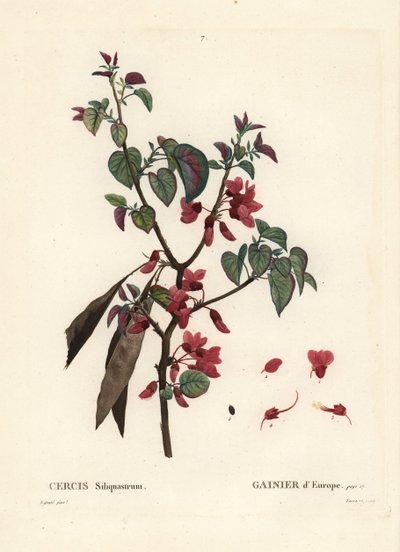 Judas tre, Cercis siliquastrum. Håndfarget stiplegravering av Tassaert etter en illustrasjon av Pierre-Joseph Redoute fra Henri Louis Duhamel du Moncels Treat des Trees et Shrustes, Paris av Pierre Joseph Redouté