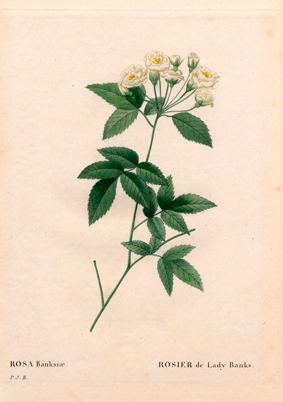 Lady Banks rose, Rosa banksiae var. alba-plena. Håndfarget prikkete kobberstikk fra Pierre Joseph Redoutes "" Les Roses,"" Paris av Pierre Joseph Redouté