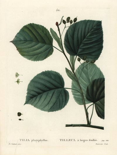 Storbladslind, Tilia platyphyllos. Håndfarget stiplegravering av Du Ruisseau etter en illustrasjon av Pierre-Joseph Redoute fra Henri Louis Duhamel du Moncels Treat des Arbres et Shrustes, Paris av Pierre Joseph Redouté