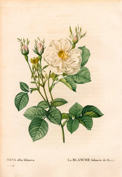 Løvaktig hvit rose av Fleury, Rosa alba-sorten, la blanc foliaceee de Fleury. Håndfarget prikkete kobberstikk fra Pierre Joseph Redoutes "" Les Roses,"" Paris av Pierre Joseph Redouté