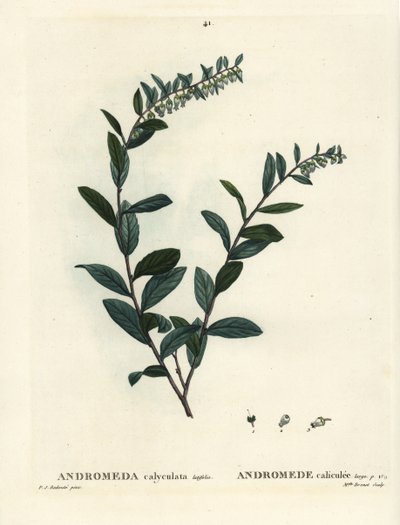 Lærblad, Chamaedaphne calyculata (Andromeda calyculata). Håndfarget stiplegravering av frøken Brenet etter en illustrasjon av Pierre-Joseph Redoute fra Henri Louis Duhamel du Moncels Treat of Trees et Shrustes, Paris av Pierre Joseph Redouté