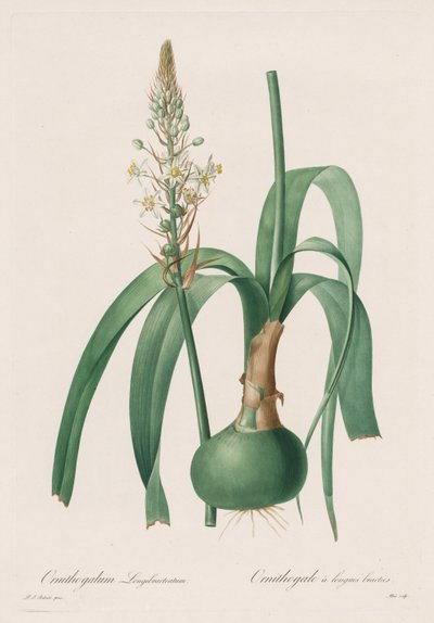 Les Liliacées: Ornithogalum longibracteatum av Pierre Joseph Redouté