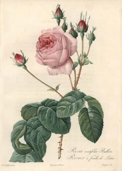 Salatbladrose - Eau forte de Langlois, basert på en illustrasjon av Pierre Joseph Redoute (1759-1840), fra Les Roses av Pierre Joseph Redouté