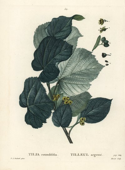 Linde, Tilia rotundifolia. Håndfarget stiplegravering av Moret etter en illustrasjon av Pierre-Joseph Redoute fra Henri Louis Duhamel du Moncels Treat des Arbres et Shrustes, Paris av Pierre Joseph Redouté