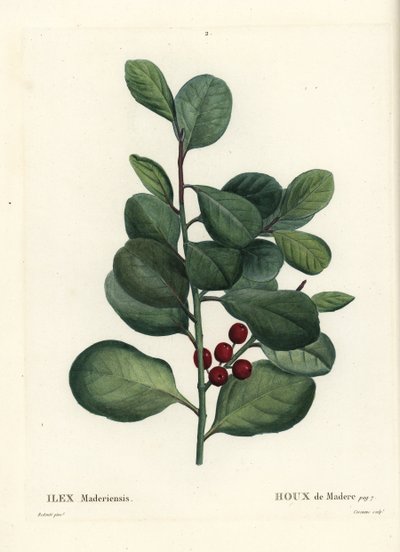 Madeira kristtorn, Ilex perado (Holly de Madere, Ilex maderiensis). Håndfarget stiplegravering av Casenave etter en illustrasjon av Pierre-Joseph Redoute fra Henri Louis Duhamel du Moncels Treat des Arbres et Shrustes, Paris av Pierre Joseph Redouté