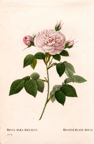 Maidens rosa rouge, kongelig hvit rose, Rosa alba var. incarnata. Håndfarget prikkete kobberstikk fra Pierre Joseph Redoutes "" Les Roses,"" Paris av Pierre Joseph Redouté