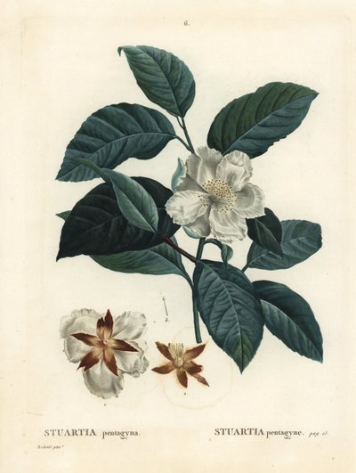 Malachodendron pentagynum (Stewartia eller Stuartia pentagyna). Håndfarget stiplegravering etter en illustrasjon av Pierre-Joseph Redoute fra Henri Louis Duhamel du Monceaus Treat des Arbres et Shrustes, Paris av Pierre Joseph Redouté