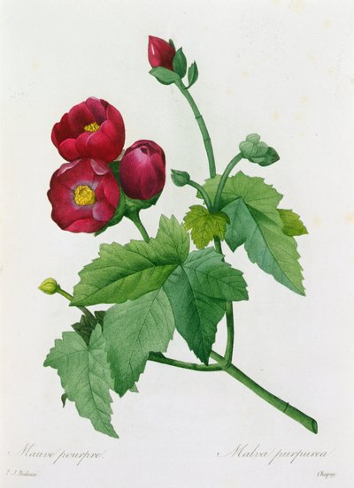 Malva Purpurea (farget gravering) av Pierre Joseph Redouté