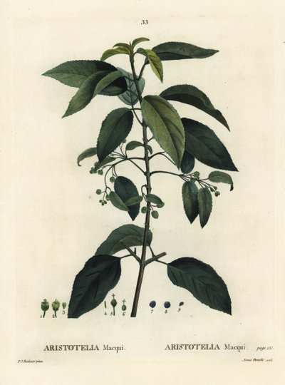 Maqui eller chilensk vinbær, Aristotelia chilensis (Aristotelia macqui). Håndfarget stiplegravering av Aimee etter en illustrasjon av Pierre-Joseph Redoute fra Henri Louis Duhamel du Moncels Treat des Arbres et Shrustes, Paris av Pierre Joseph Redouté