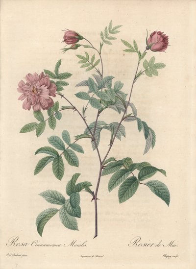 Mairose eller kanelrose - Eau forte de Chapuy, fra en illustrasjon av Pierre Joseph Redoute (1759-1840), utdrag fra Les Roses av Pierre Joseph Redouté